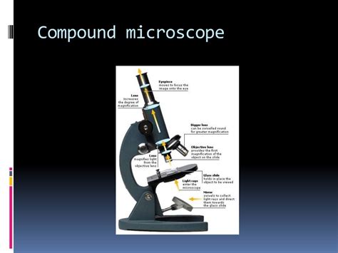 light microscopy slideshare.